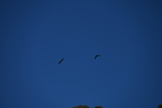 Vultures Villanova